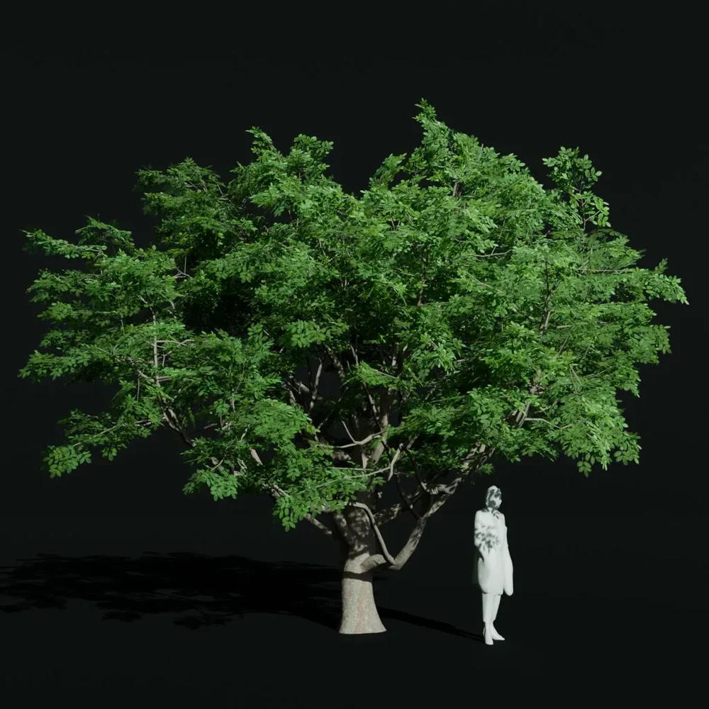Gumbo Limbo Ancient