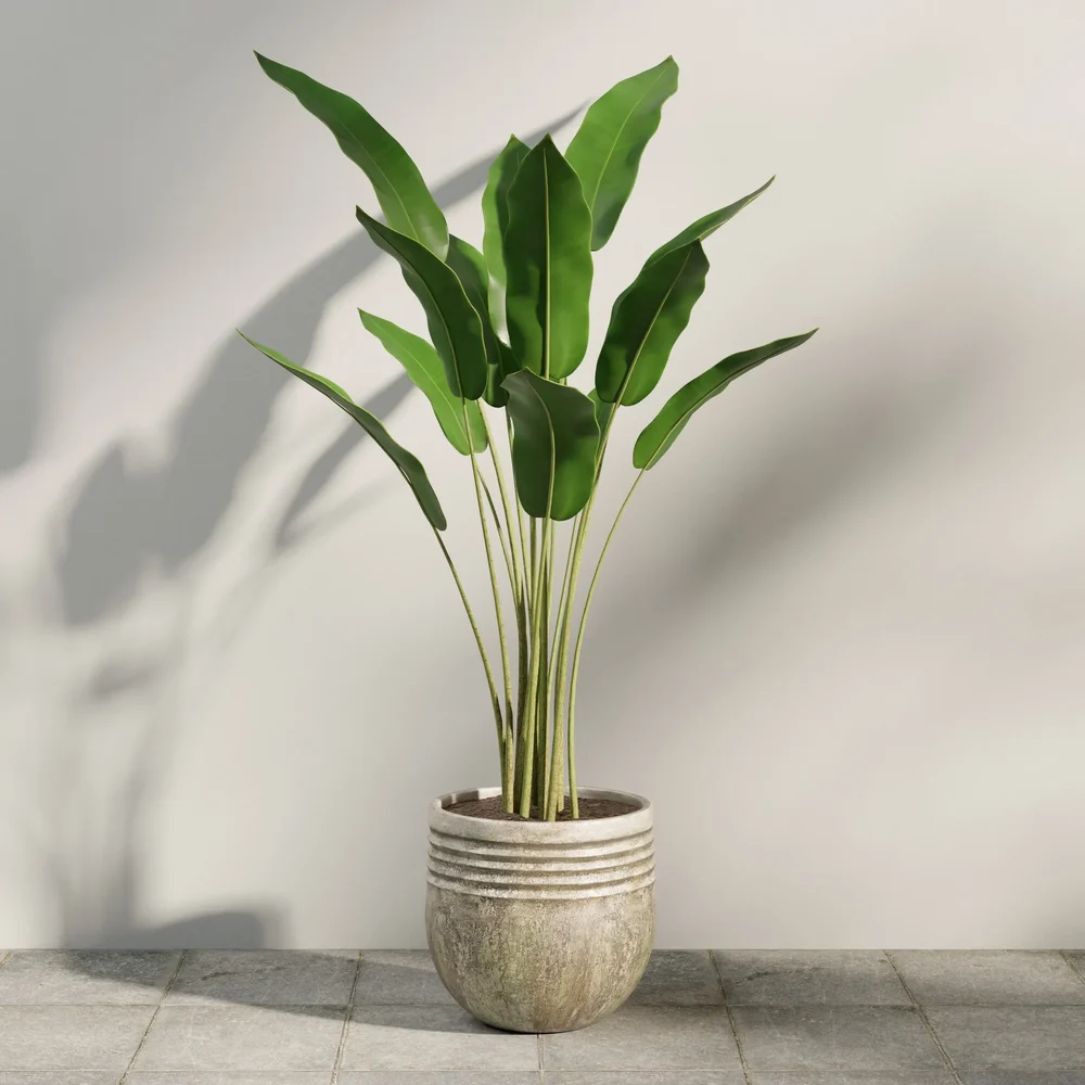 Tropical Potted Plant