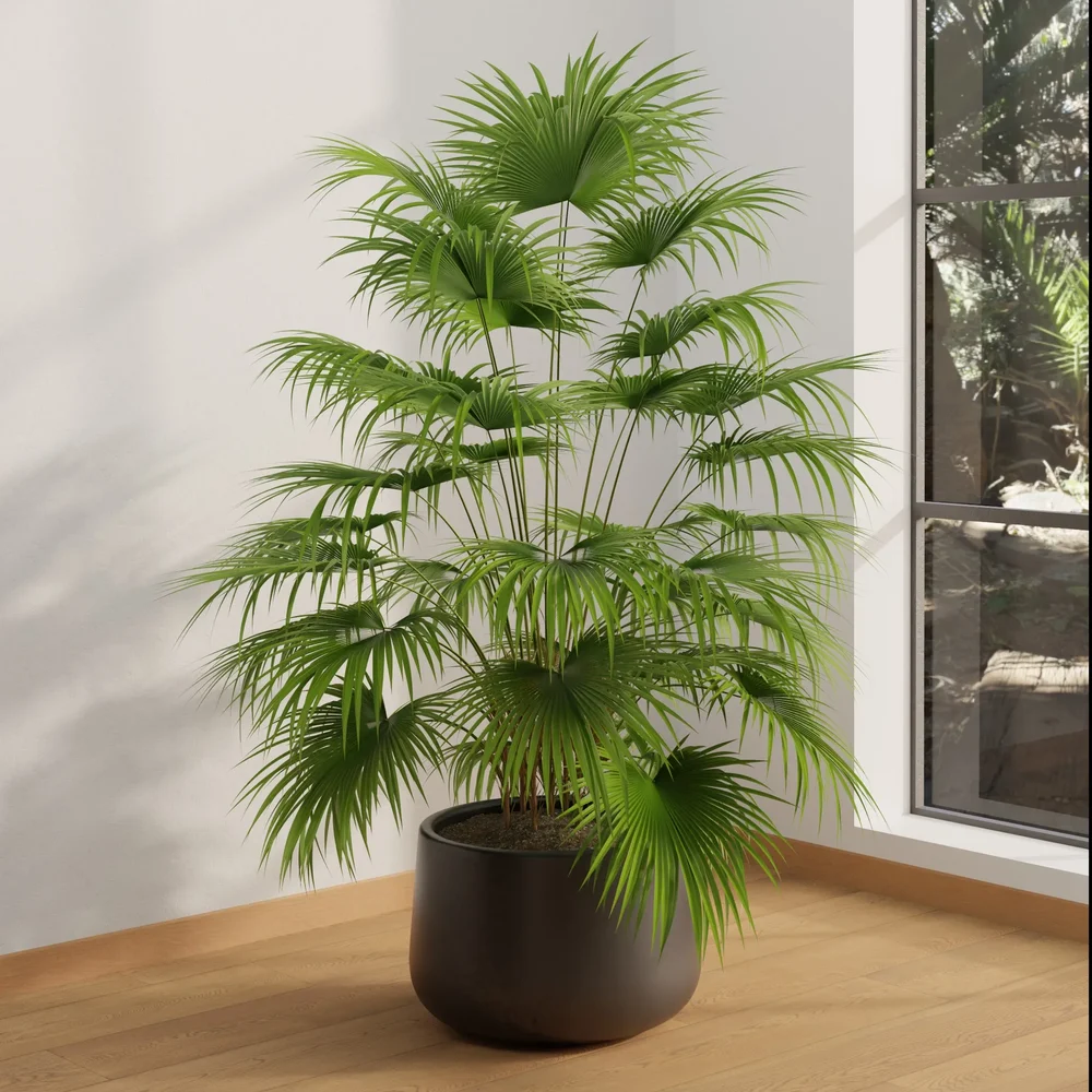 Indoor Fan Palm Plant