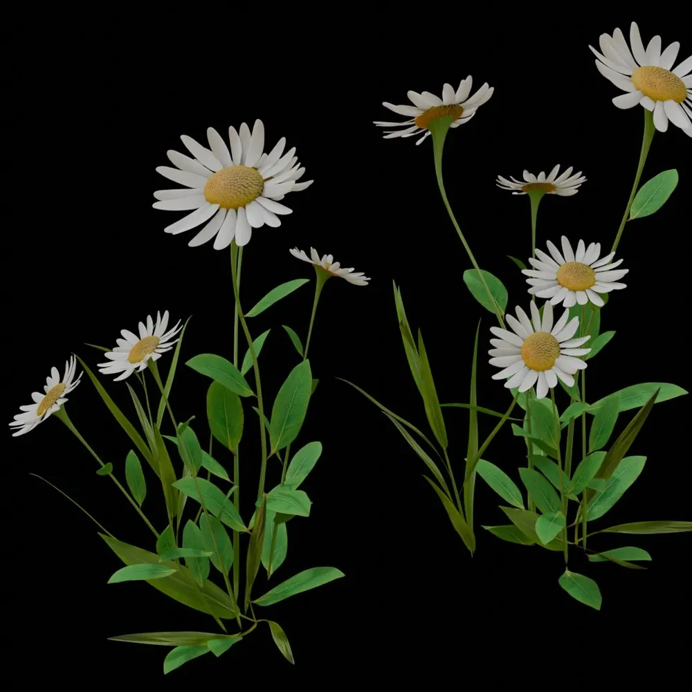 Outdoor Flower