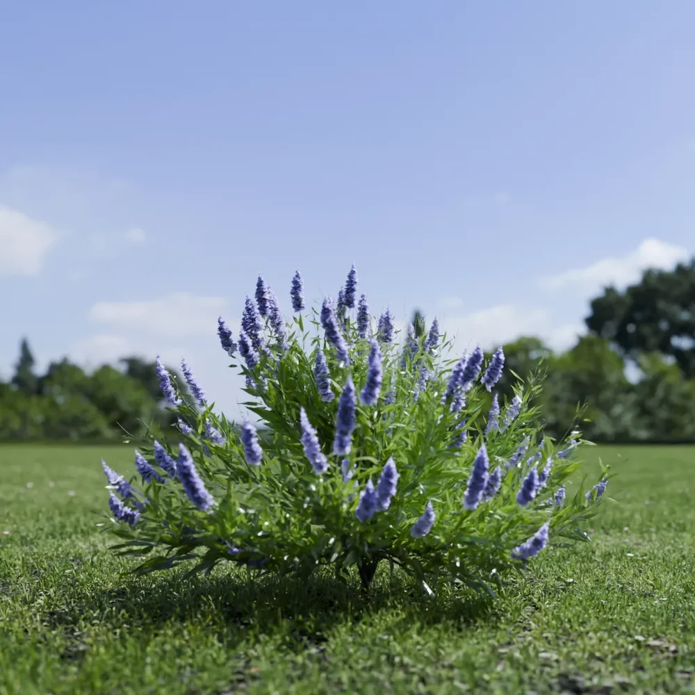 Shurb Spirea Care Blue Mist Animated