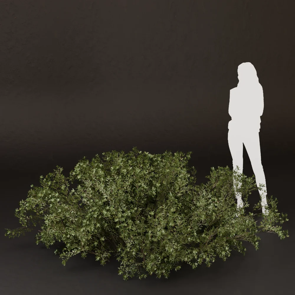 Sj-Curved Garden Edge Bush