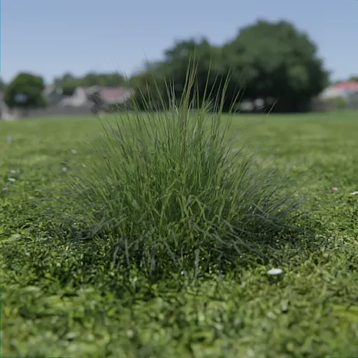 Plant Carex Divulsa