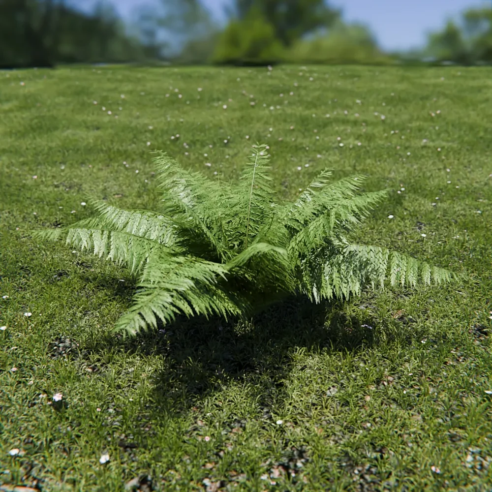 Ostrich Fern