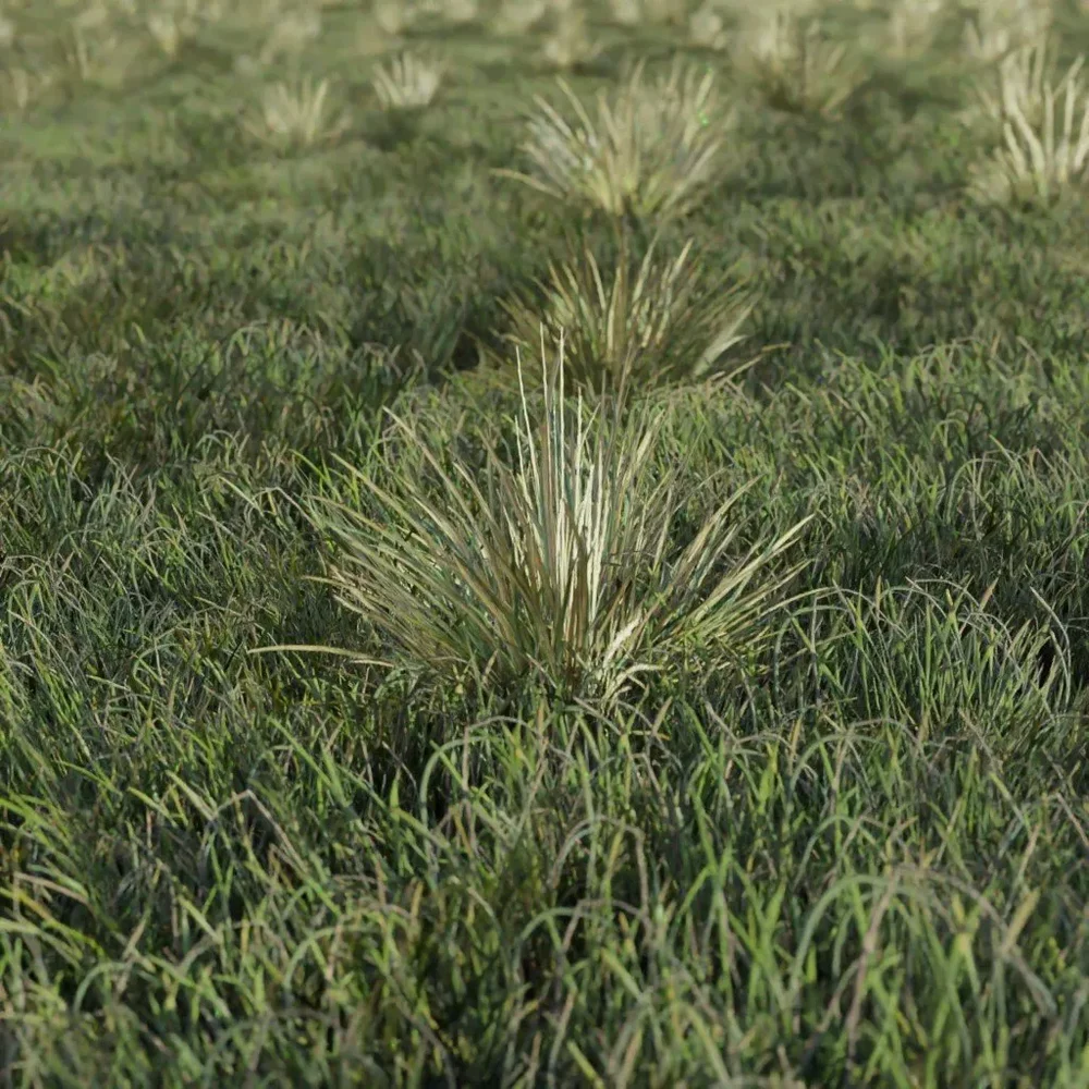 Grass Alpine Bunch Small