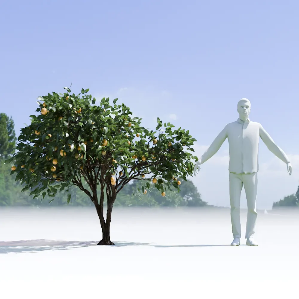 Lemon Tree