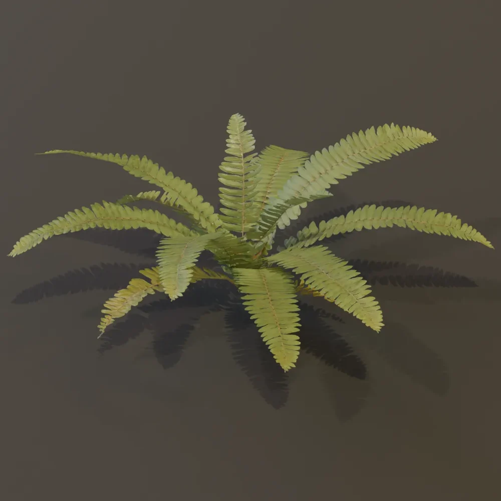 Generic Fern Med