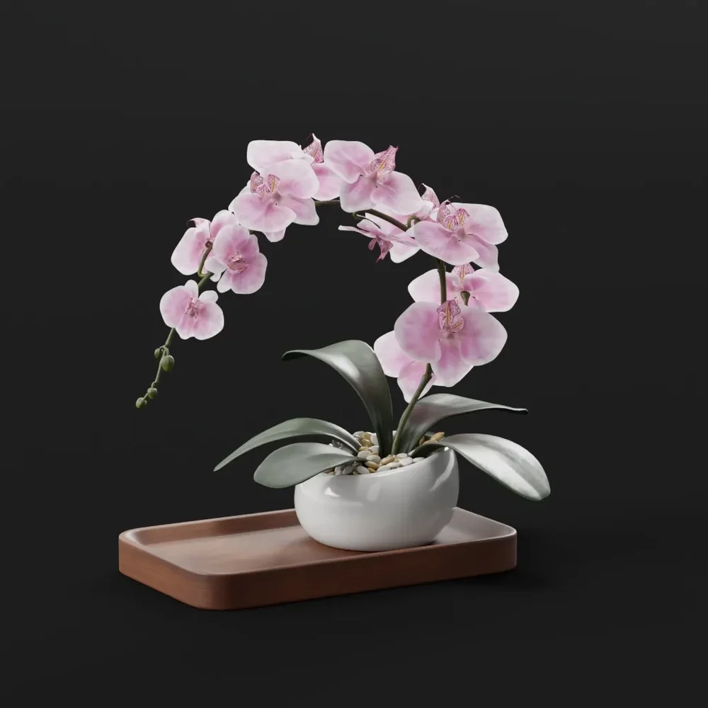 Pink Orchid In White Ceramic Pot