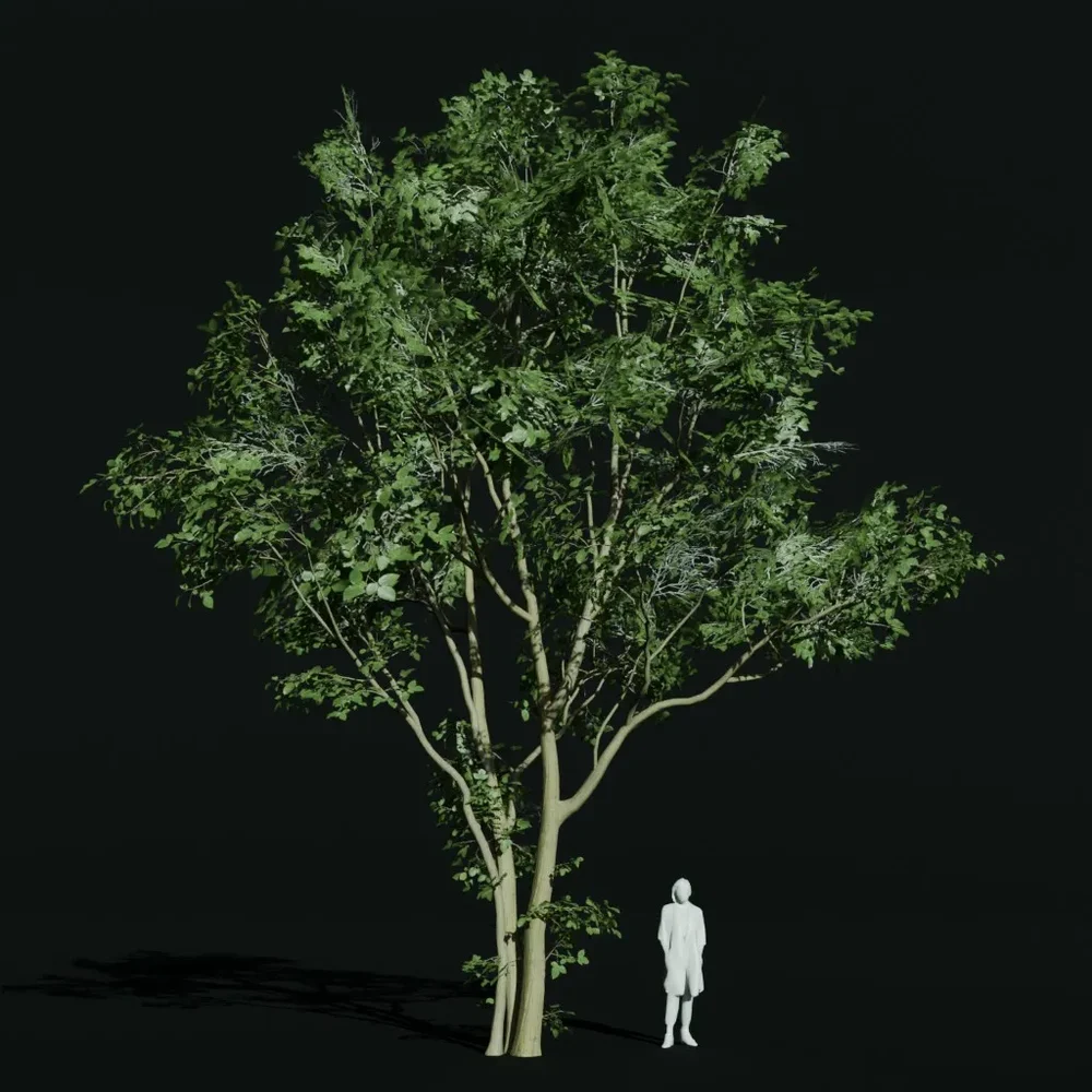 Hornbeam Mature