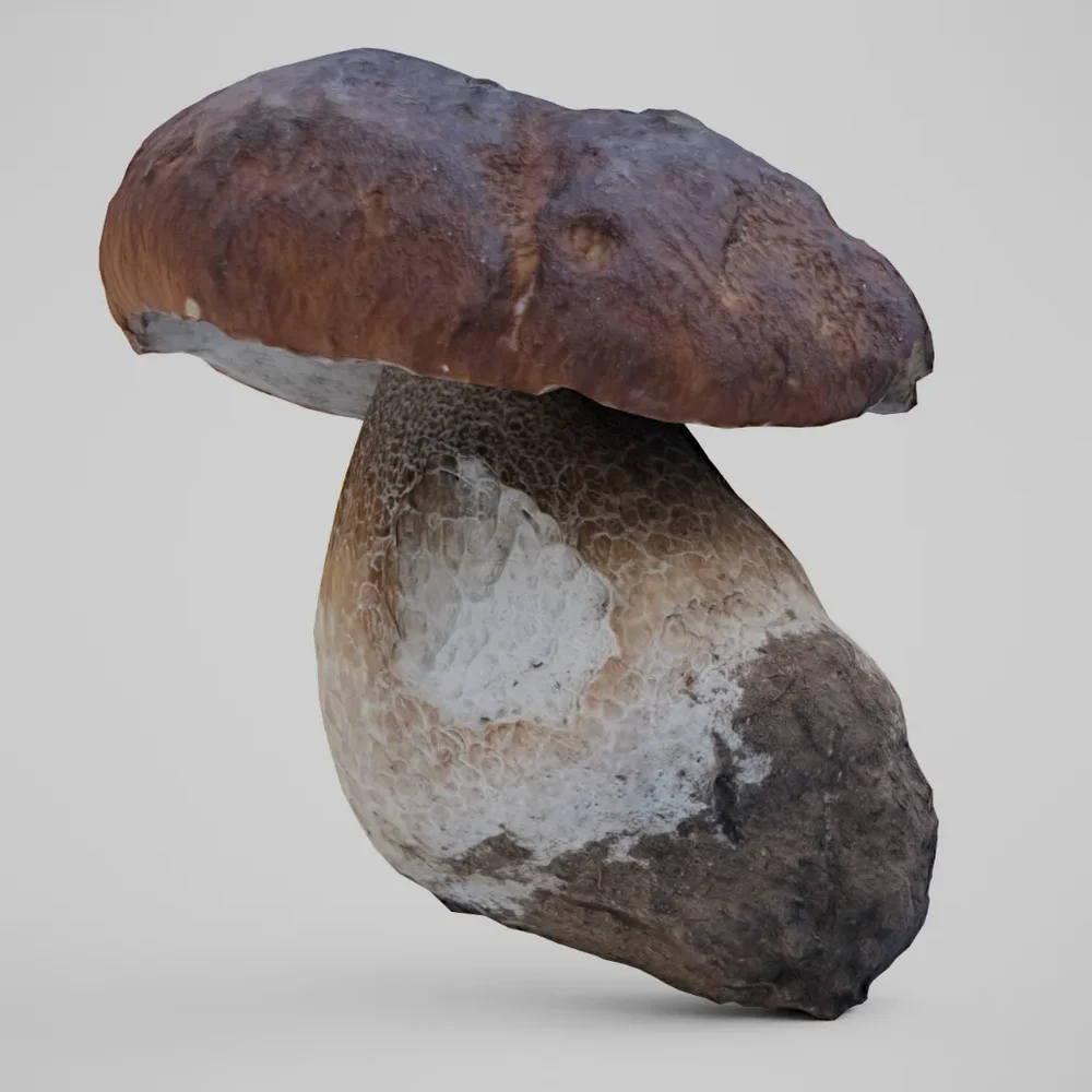 Cep Mushroom