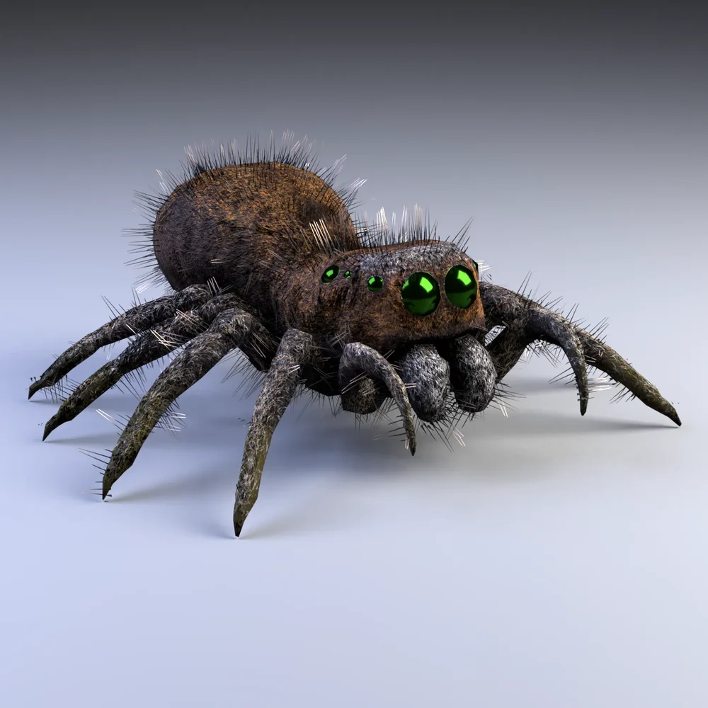 Jumping Spider