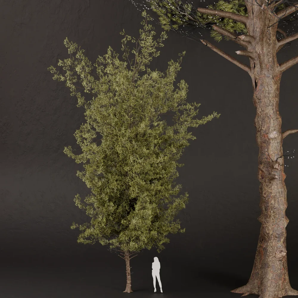Sj-Detailed Pine Branches