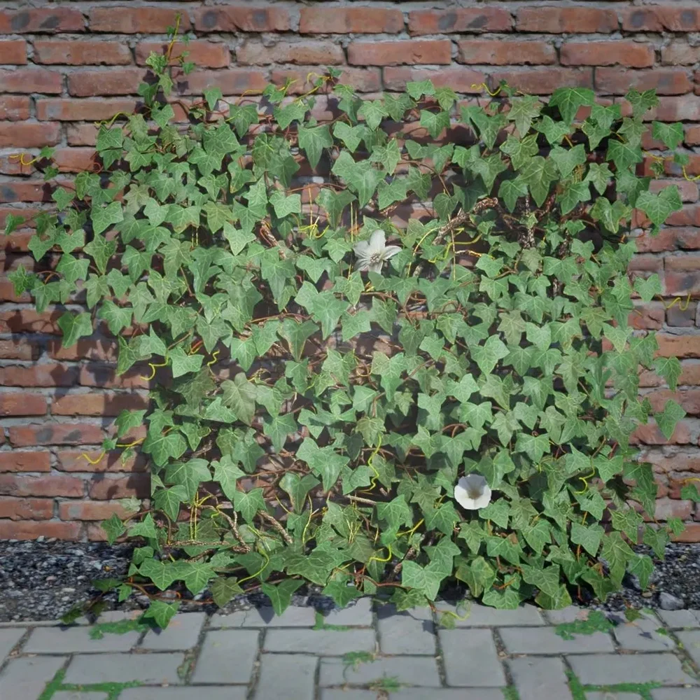 Ivy Creeper Edge 1m 01 02