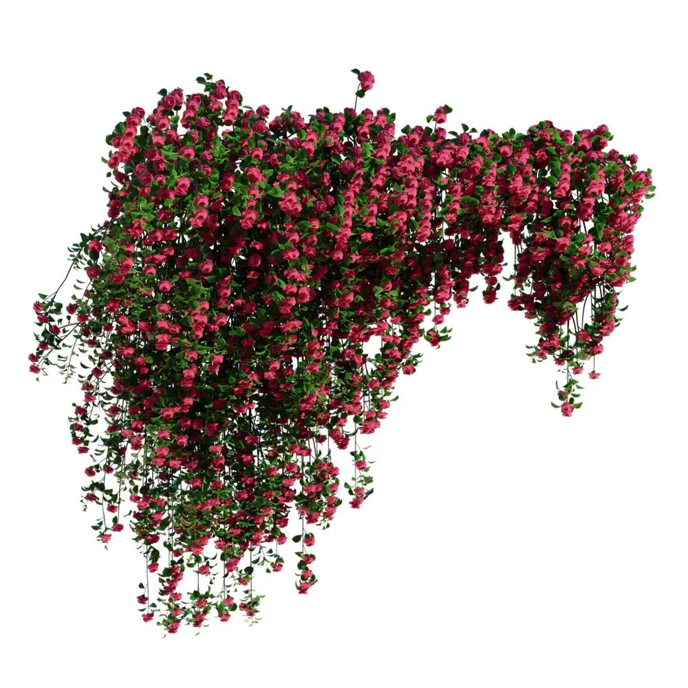 Climbing Roses Wall Grow Top Pink