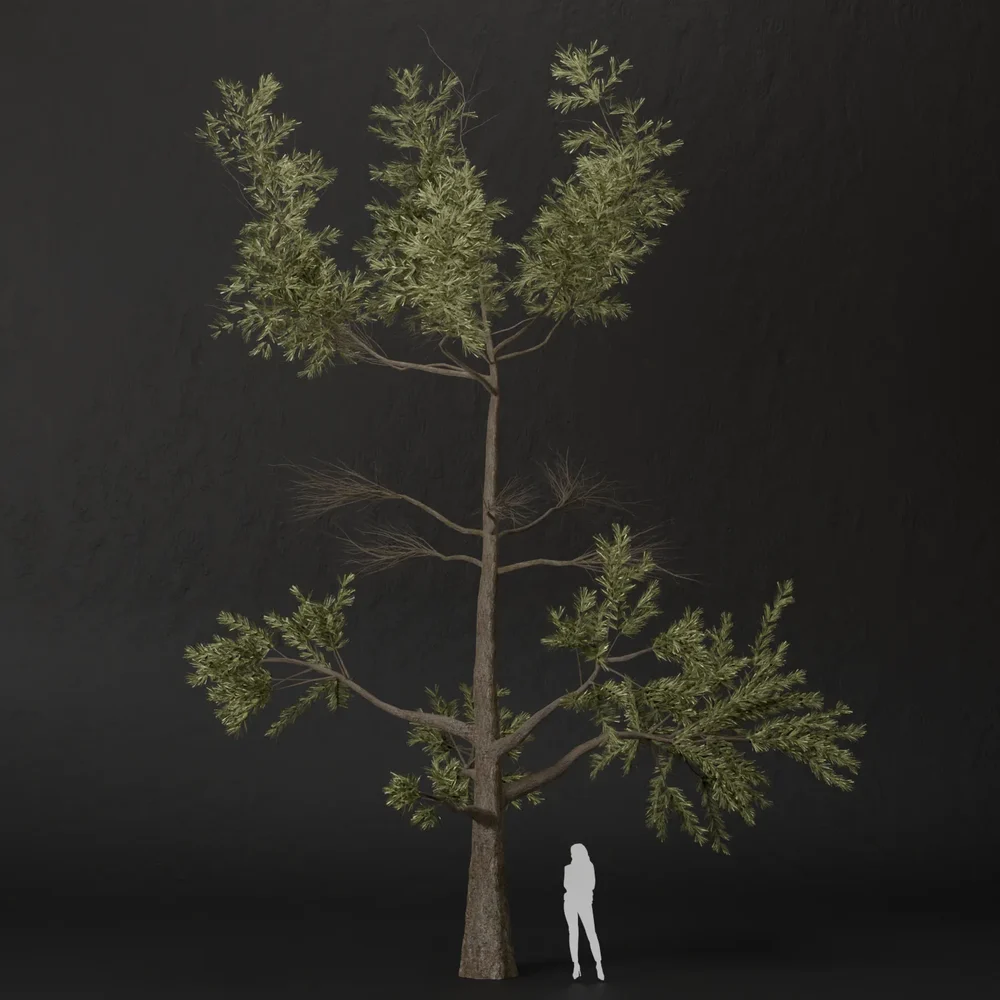 Sj-Summer Breeze Forest Pine