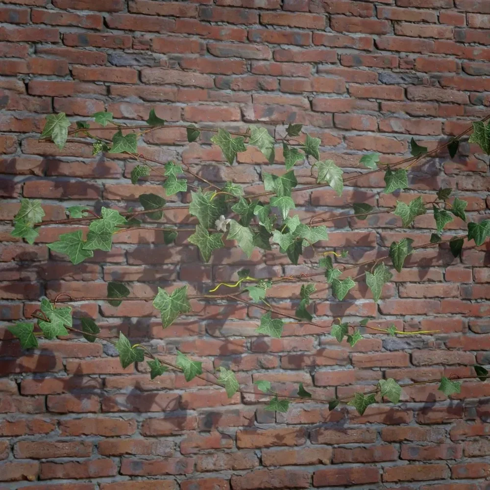 Ivy Creeper Side 2m 04