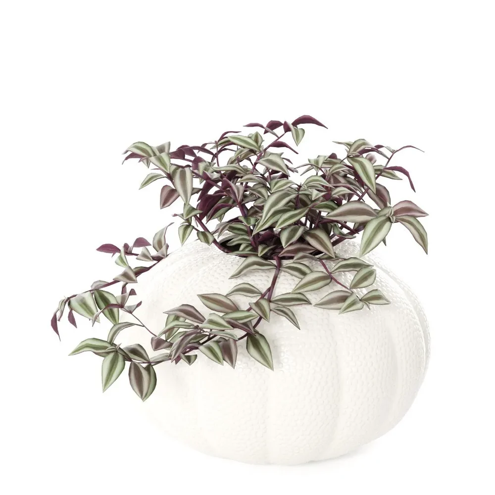 Tradescantia