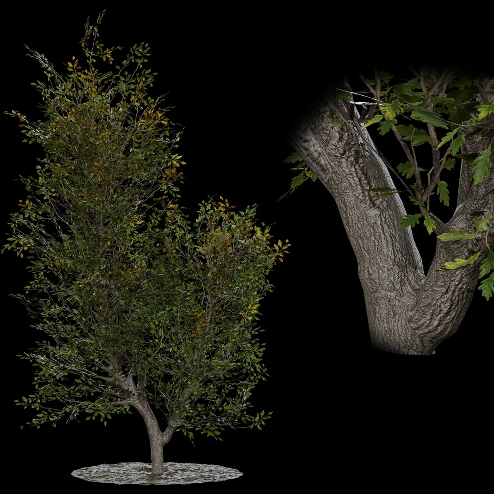 Low Poly Broadleaf