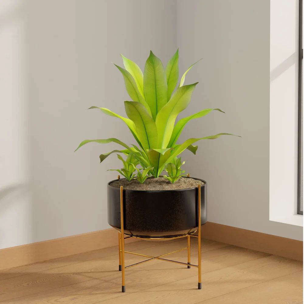 Modern Bird’S Nest Fern Planter