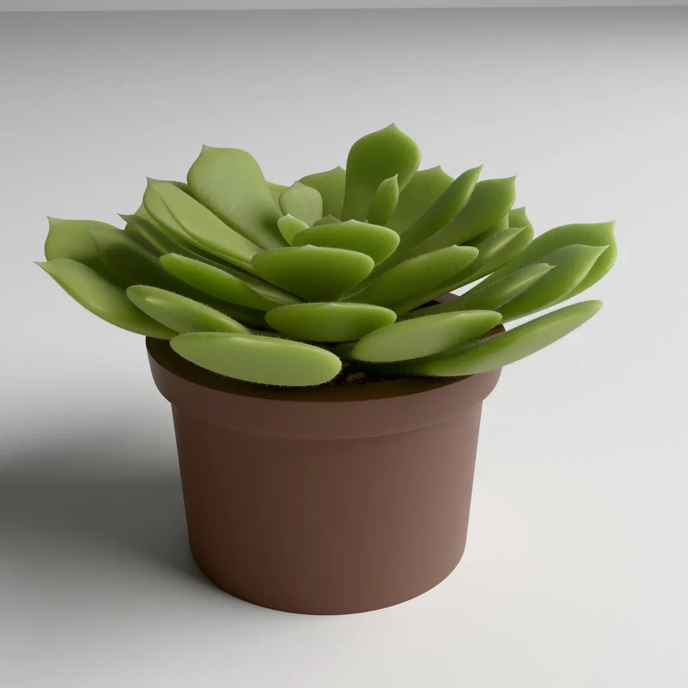 Potted Succulent