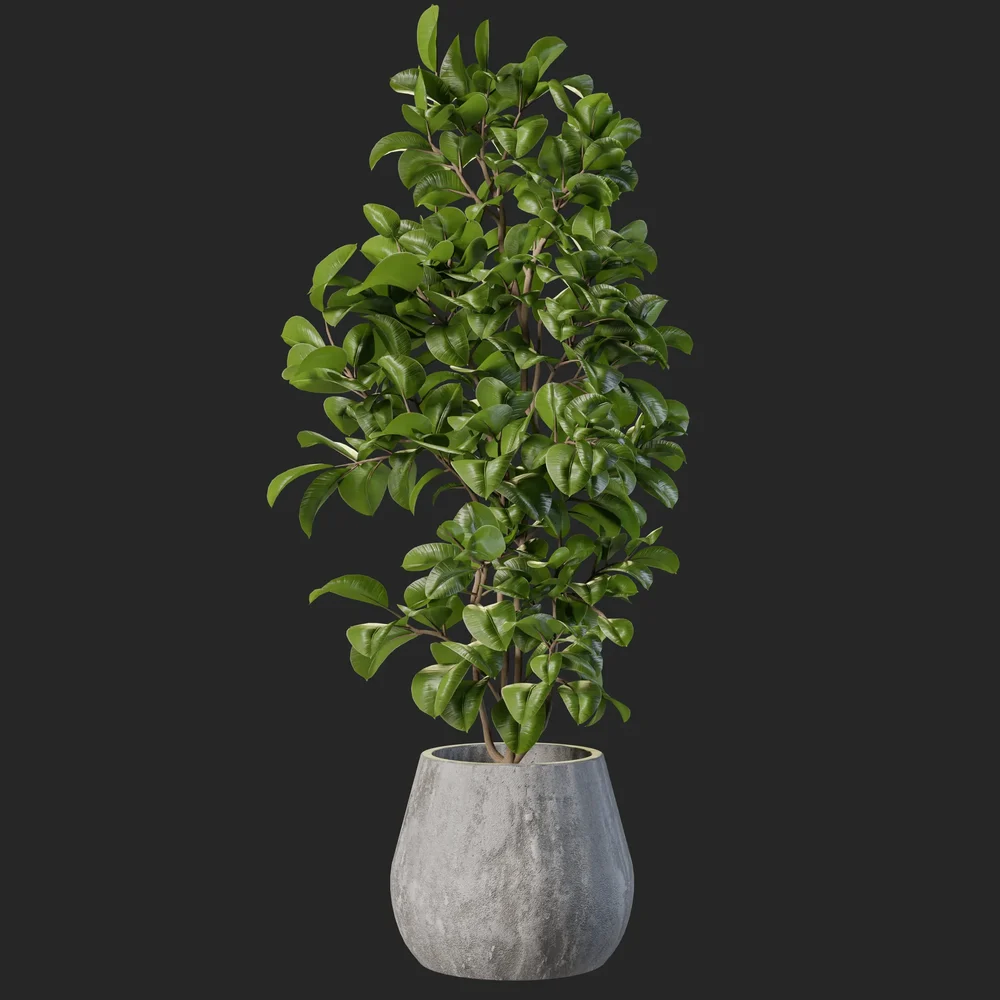 Plant