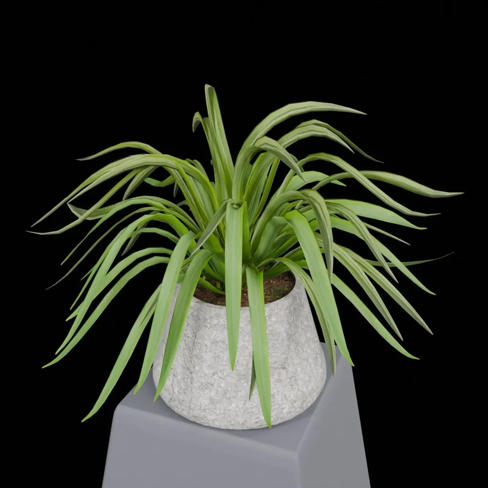 Ornamental Plant