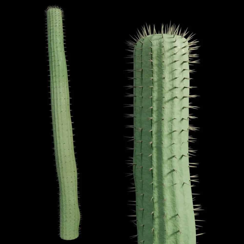 Cactus