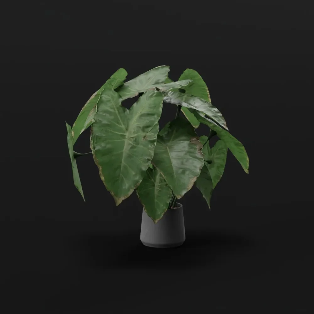 Elephant Ear Taro Large Var Potted