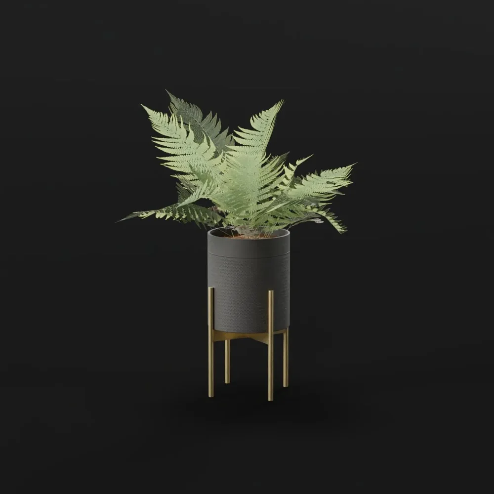 Lady Fern Large Potted