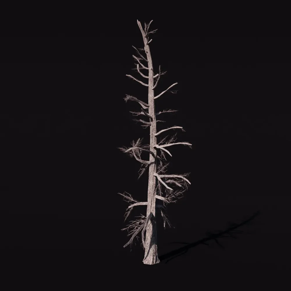 Tree Larchsiberian Bare A2