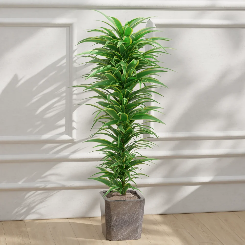 Dracaena In Pot