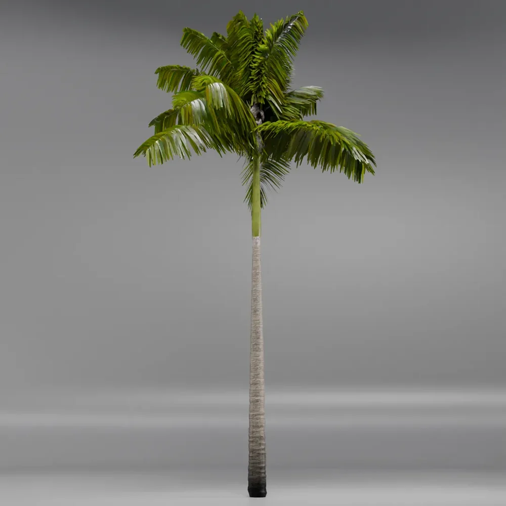 Imperial Palmtree