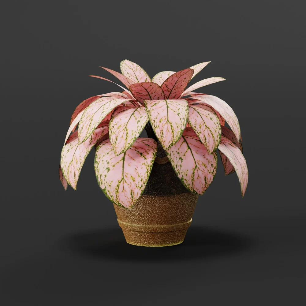 Aglonema V2