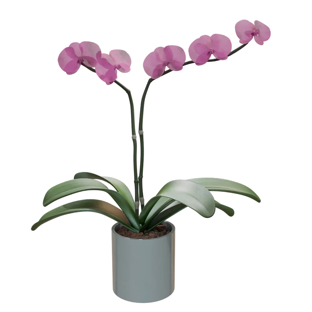 Realistic Phalaenopsis Orchid Flower