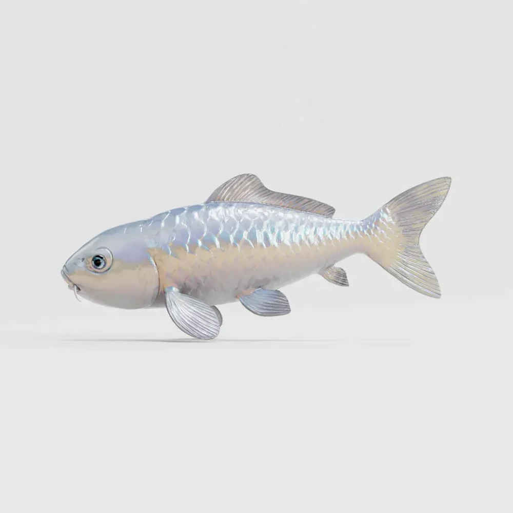 Koi Fish Platinum Ogon Swimming