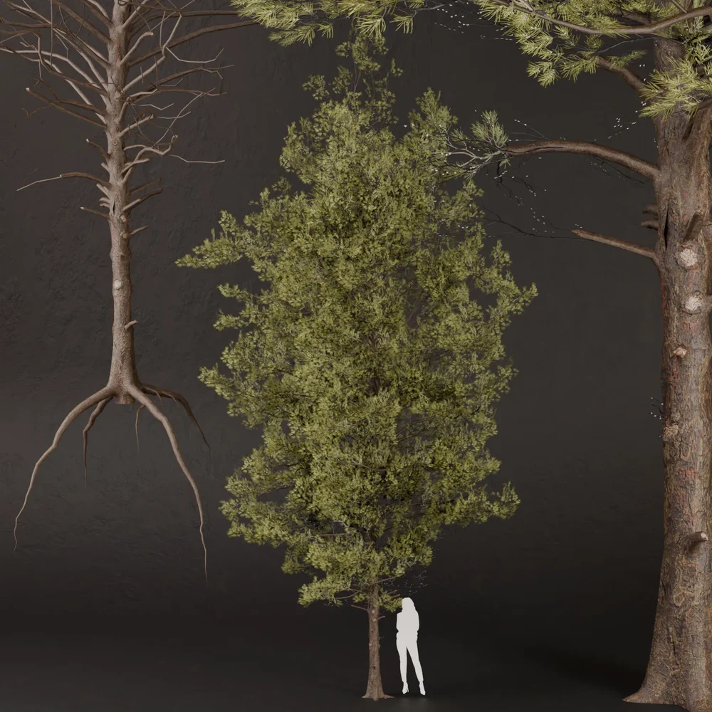Sj-Lush Pine Forest Tree