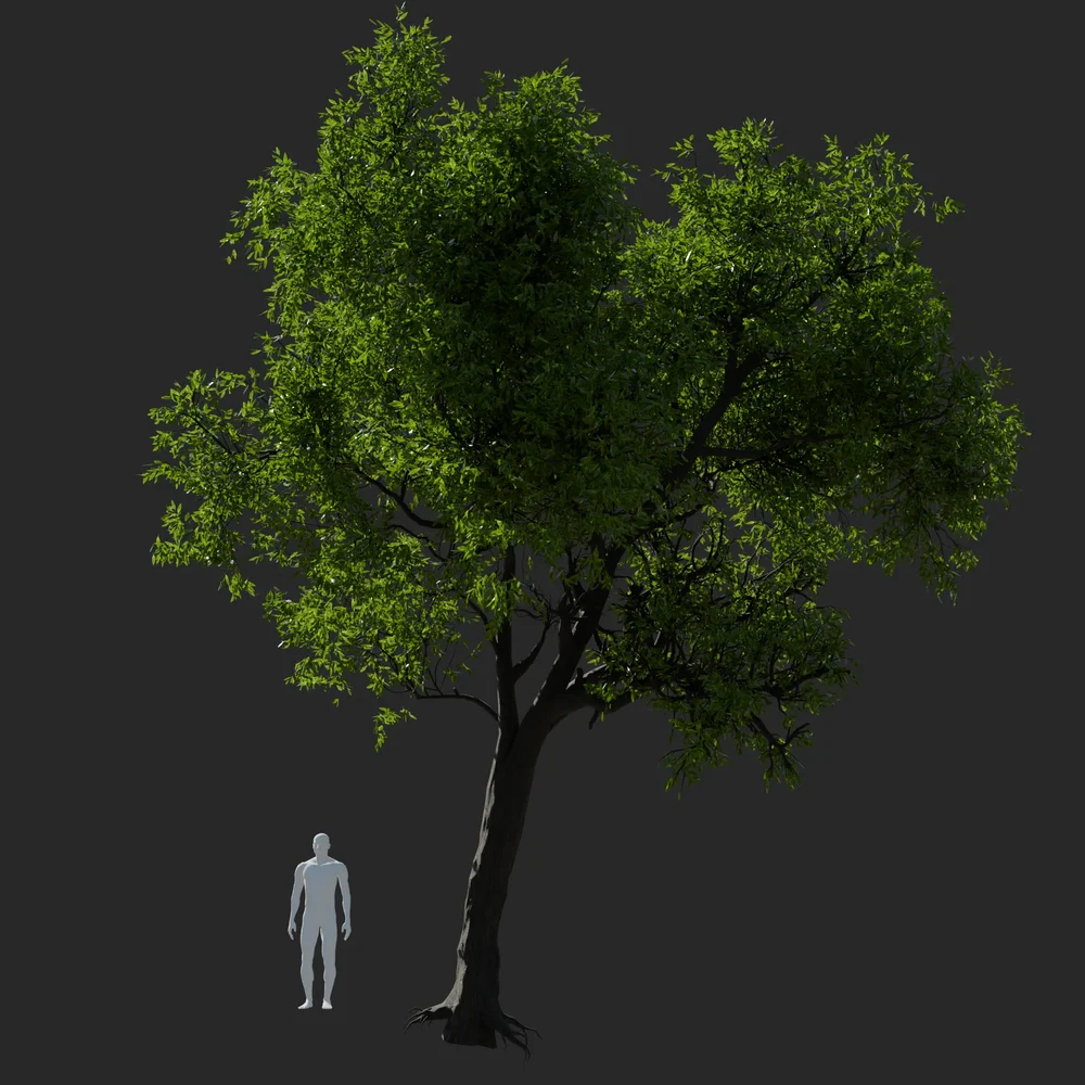 Green Ash Tree