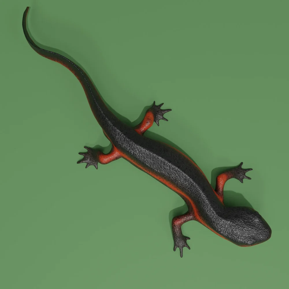 Okinawa-Sword-Tailed-Newt
