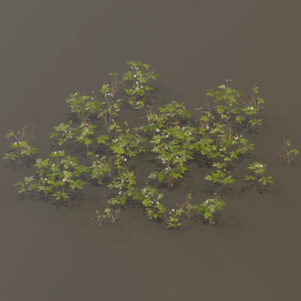 Herb Robert Geranium Robertianum Large