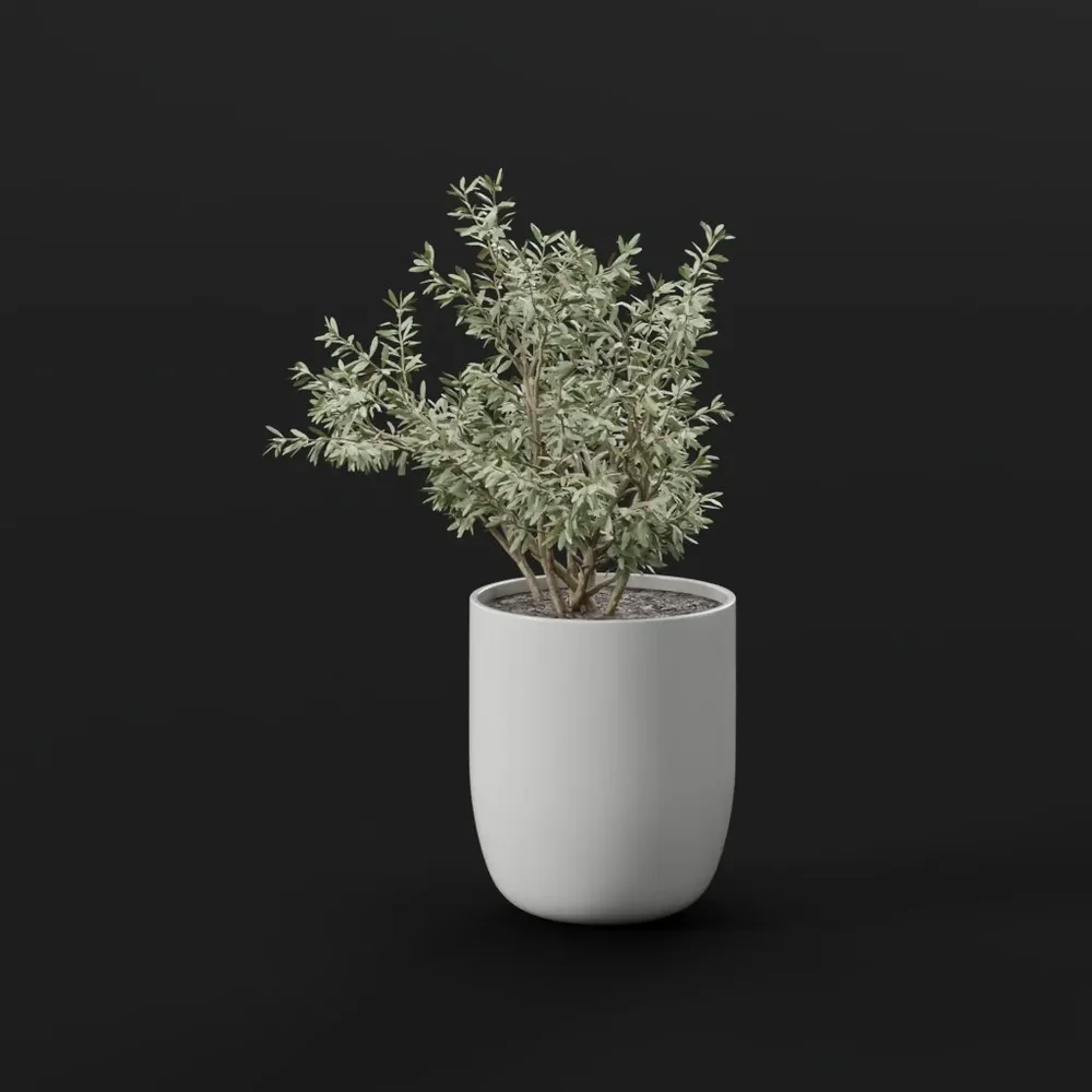 Olive Tree