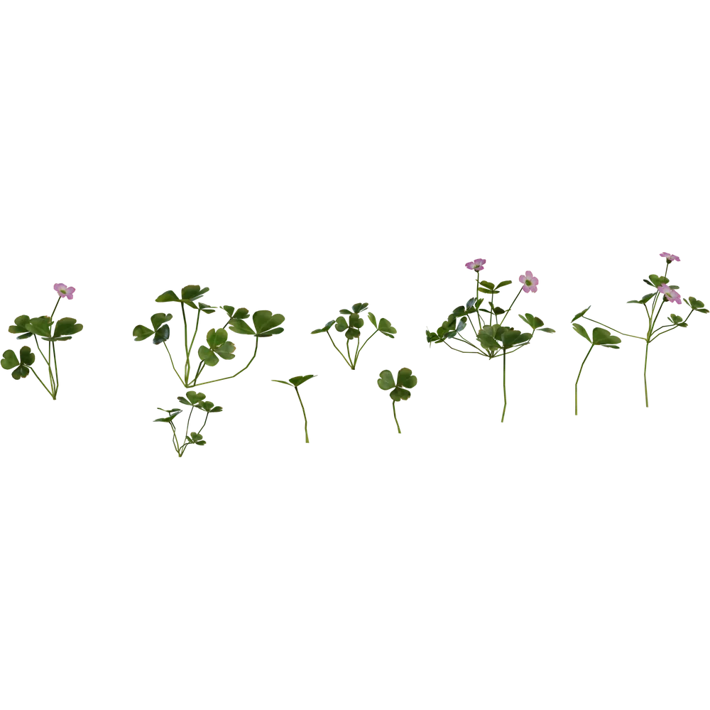 Shrub Sorrel 01