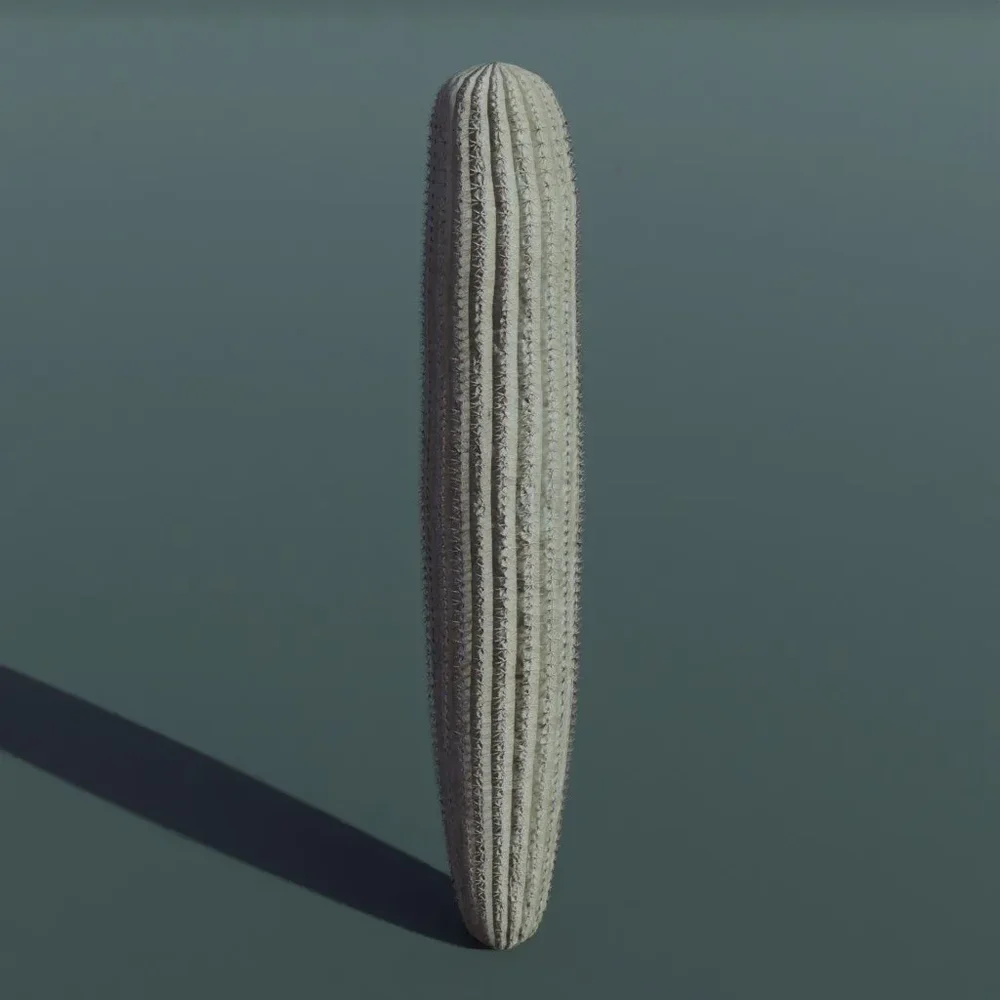 Plant Cactus Saguaro Dry Short