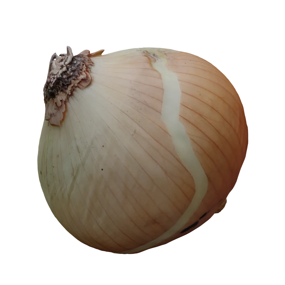 Scanned Onion