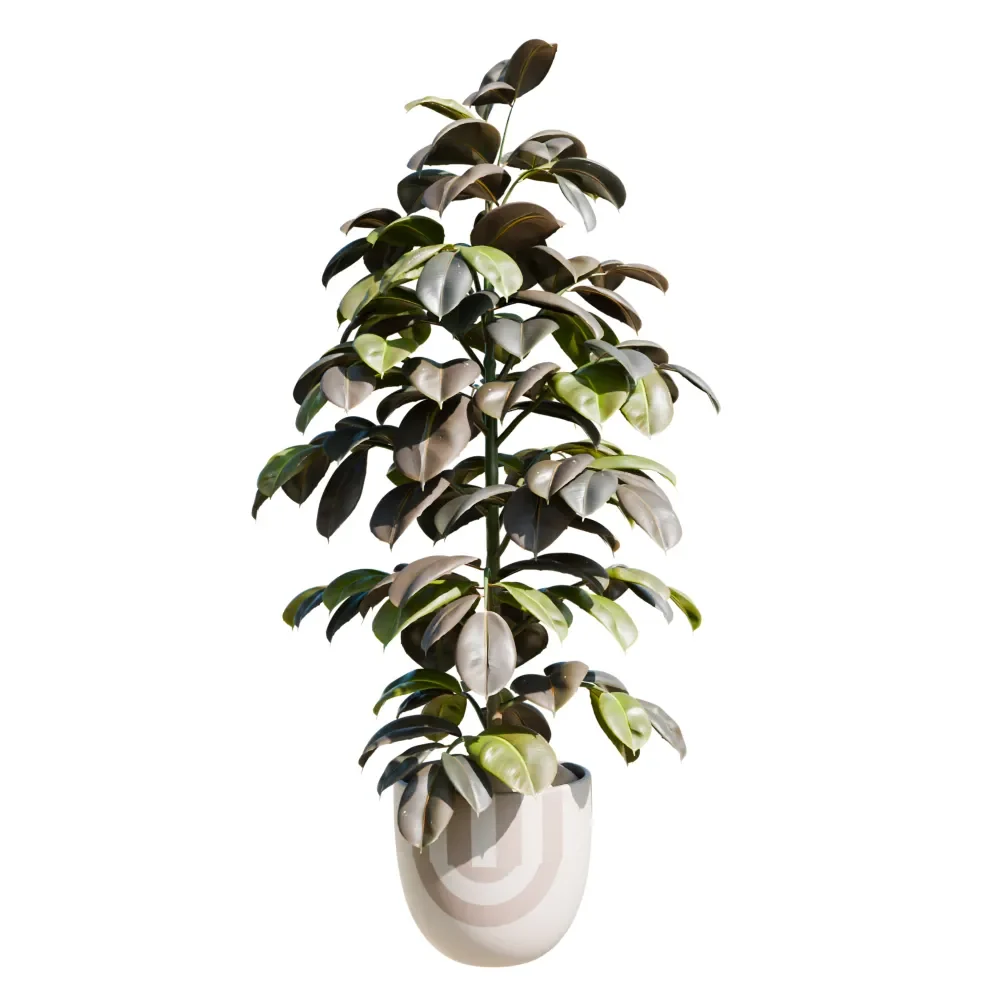 Indoor Plant Rubber Ficus Elastica
