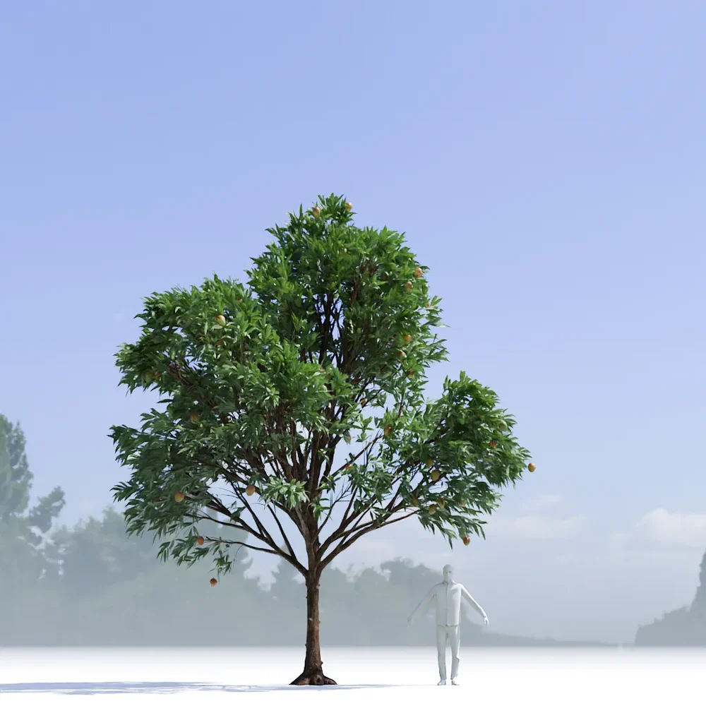 Mango Tree