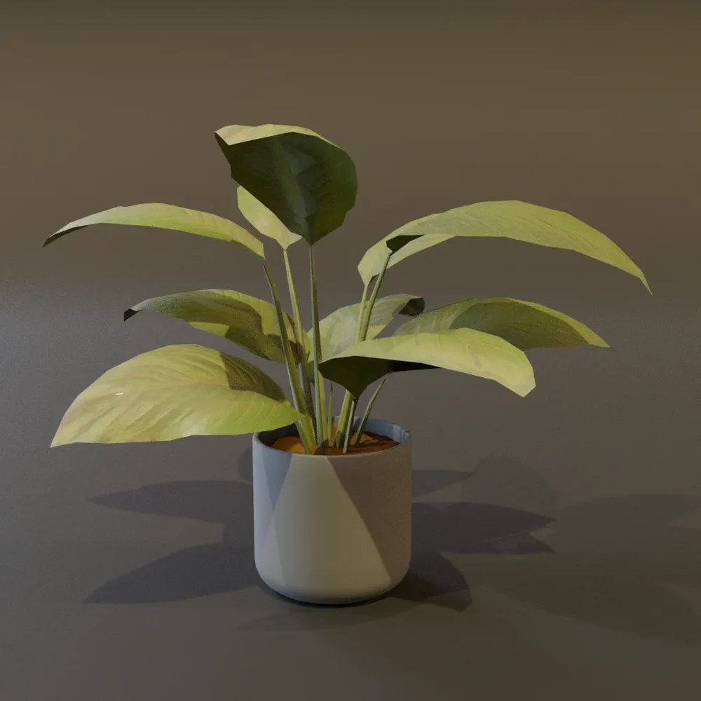 Broadleaf Lilly Potted Young