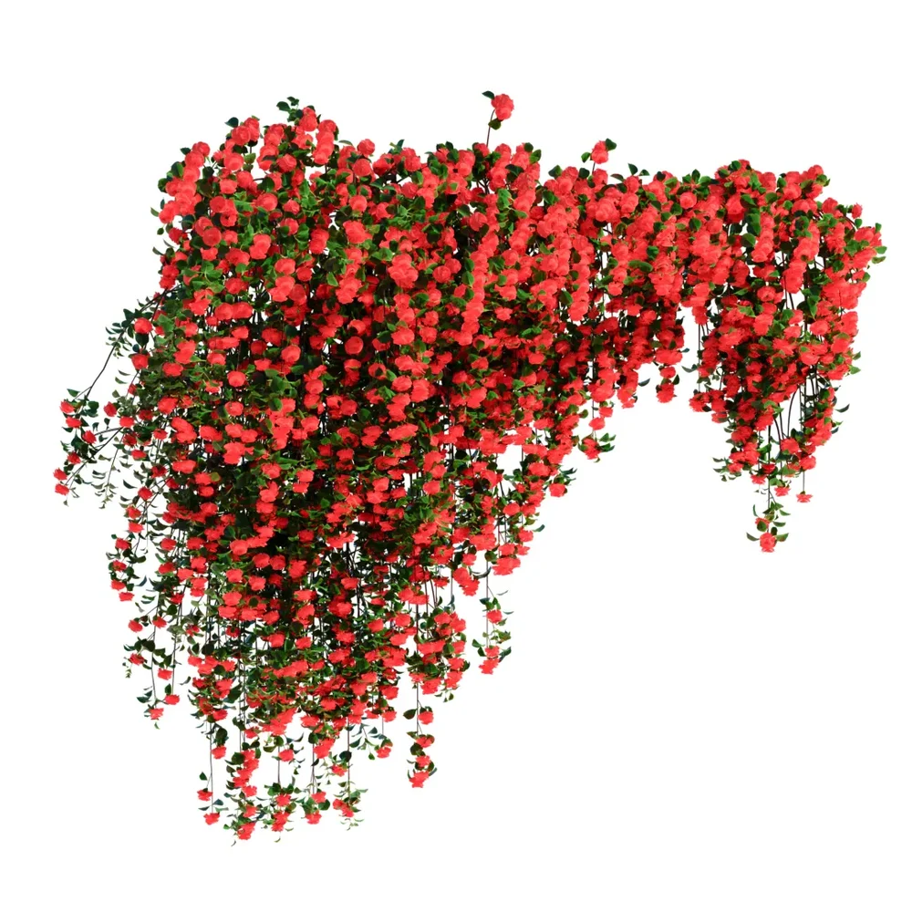 Climbing Roses Wall Grow Top Red