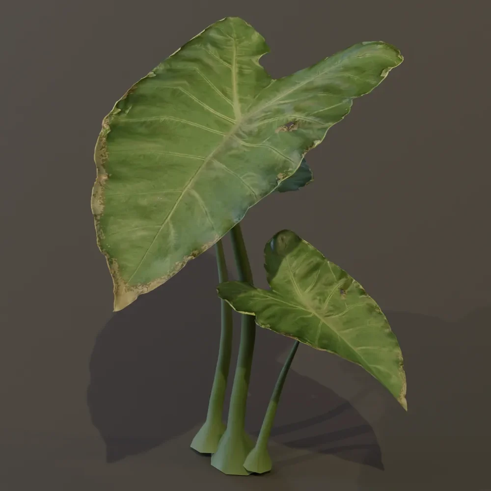 Elephant Ear Taro Plant Sap Var