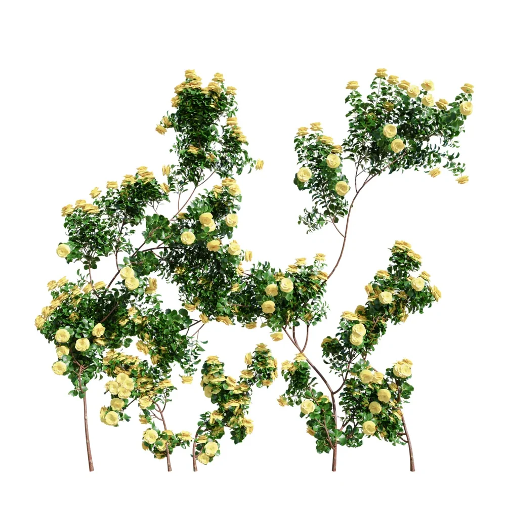 Climbing Roses Wall Grow Yellow