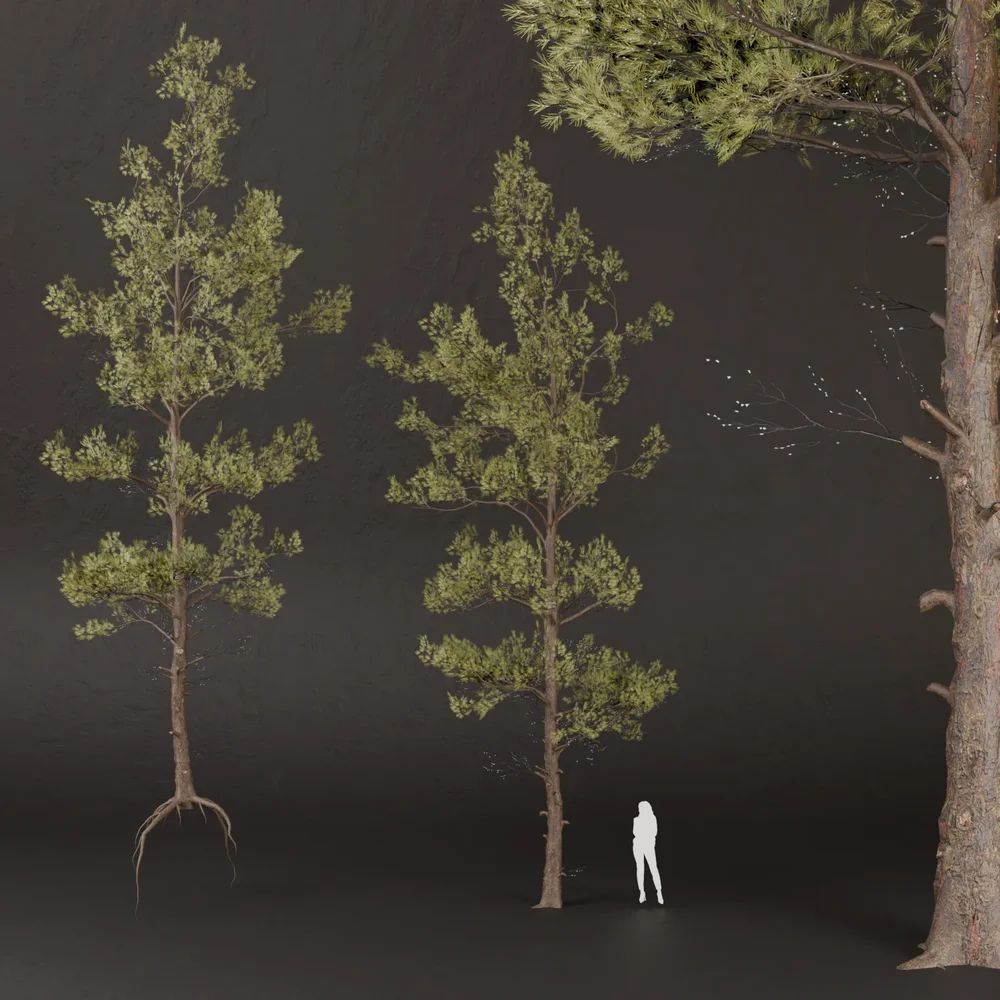 Sj-Shimmering Pine Grove